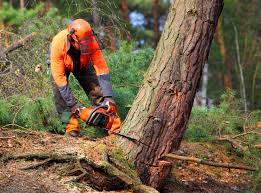 How Our Tree Care Process Works  in  Yardley, PA