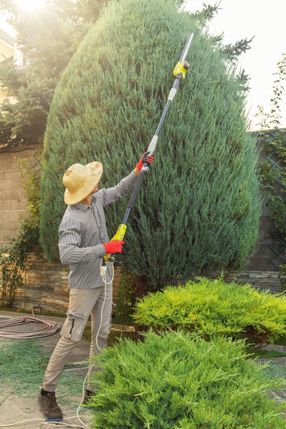 Best Tree Trimming and Pruning  in Yardley, PA